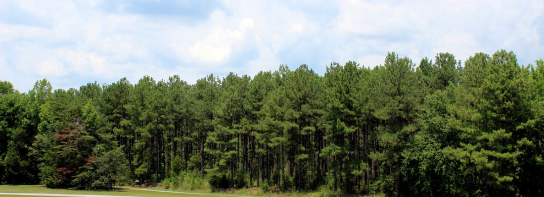 forest thinning, tree harvesting and reforestation in NC and VA