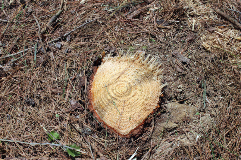 1st-thinning-person-county-pine-stump