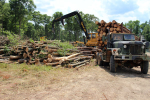 timber harvest loader-in-granville