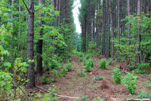 logging and tree harvesting in NC and VA