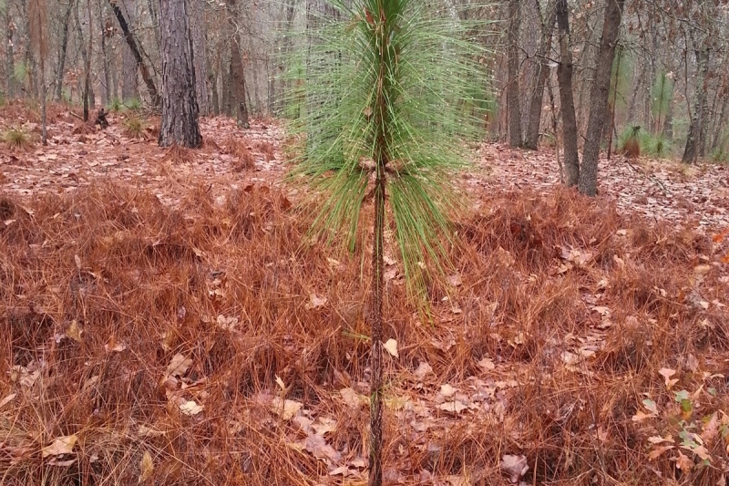 longleaf pine seedling