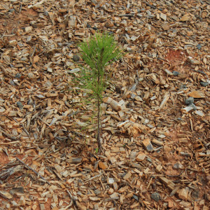 pine-seedling_600px forest management