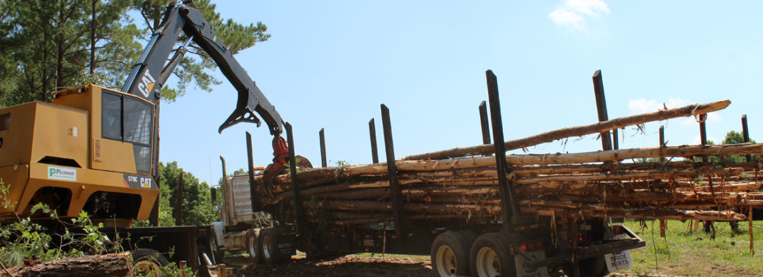 sell your trees and timber in NC and VA