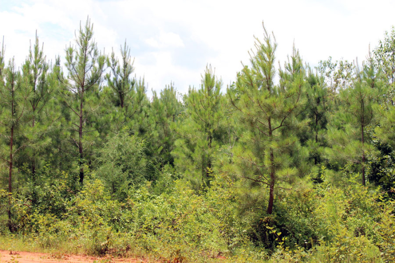 loblolly-pine-stand-5-to-6-years-old-in-VA