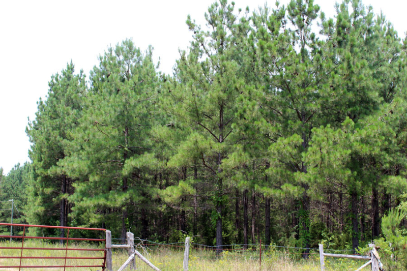 loblolly-pine-stand-in-need-of-thinning-in-VA-app-18-years-old