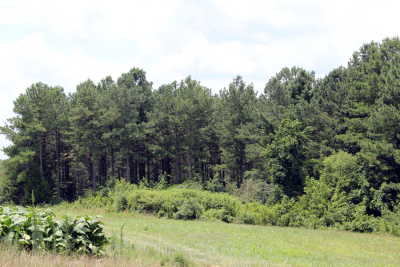 loblolly-stand-needs-2nd-thinning-in-VA