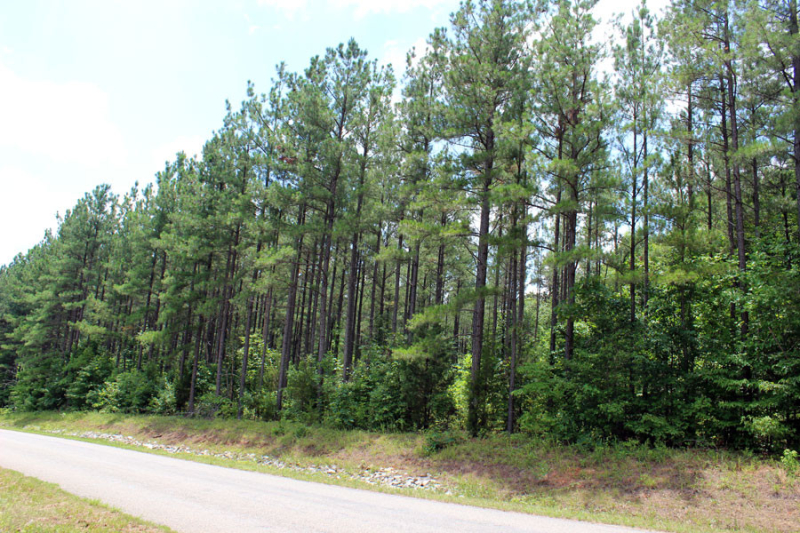 loblolly-stand-thinned-4-years-ago-in-VA