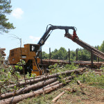 sell your trees and timber for profit in North Carolina and Virginia
