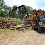 forestry management, logging and timber harvesting in NC and VA