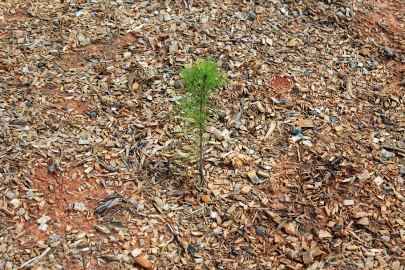 pine-seedling-2